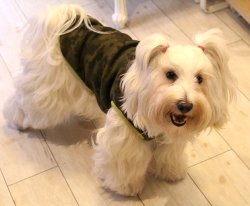 画像7: ボンバーヒートのカモフラＴ（グリーン）・７号