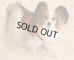 画像2: ボンバーヒートのカモフラＴ（レッド）・９号