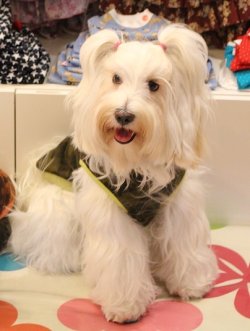 画像6: ボンバーヒートのカモフラＴ（グリーン）・７号