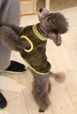 画像4: ボンバーヒートのカモフラＴ（グリーン）・７号