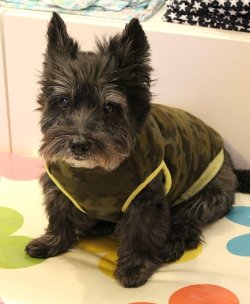 画像5: ボンバーヒートのカモフラＴ（グリーン）・７号