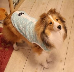 画像5: ツィード風ストレッチＴ（アクア）・６号