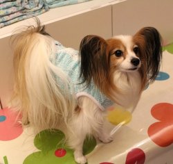 画像3: ツィード風ストレッチＴ（アクア）・６号