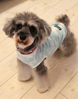 画像4: ツィード風ストレッチＴ（アクア）・６号