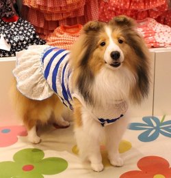 画像3: レーシーボーダーのマリンＴワンピ・３号