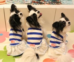 画像2: レーシーボーダーのマリンＴワンピ・３号