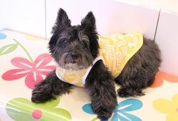 画像3: トラフィックサインＴ（イエロー）・２号