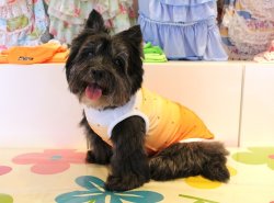 画像4: ツーウェイプリント☆グラデーションタンク（オレンジ）・２号