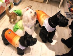 画像5: ツーウェイプリント☆グラデーションタンク（オレンジ）・２号