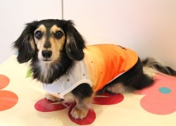 画像3: ツーウェイプリント☆グラデーションタンク（オレンジ）・２号