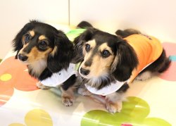 画像2: ツーウェイプリント☆グラデーションタンク（オレンジ）・２号