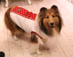 画像4: 星＆チェック柄ラインＴ（レッド）・４号