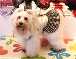 画像4: 星＆チェック柄ラインＴワンピ（ブラウン）・８号