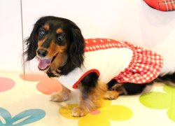 画像3: 星＆チェック柄ラインＴワンピ（レッド）・３号