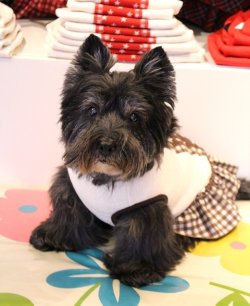 画像2: 星＆チェック柄ラインＴワンピ（ブラウン）・８号