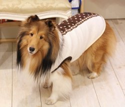 画像4: 星＆チェック柄ラインＴ（ブラウン）・９号