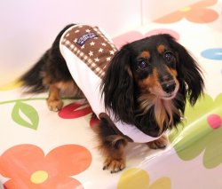 画像3: 星＆チェック柄ラインＴ（ブラウン）・９号