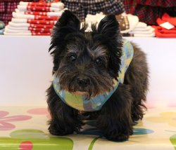 画像2: ソリストサーモ・パンチュール柄タンク・２号