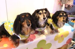 画像2: ライム柄タンク（グリーン）・２号