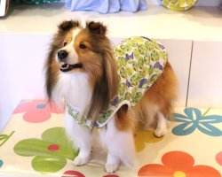 画像2: ライム柄タンク（グリーン）・４号