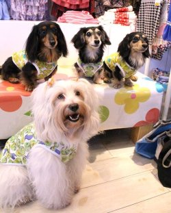 画像4: ライム柄タンク（グリーン）・２号