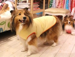 画像5: 《超撥水》レインパーカー（イエロー）・２号