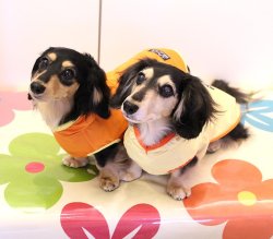 画像2: 《超撥水》レインパーカー（イエロー）・２号