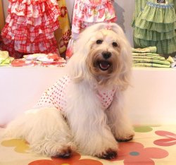 画像2: 《限定サービス品》ツーウェイ☆ポルカドット柄キャミワンピ（ホワイト）・２号