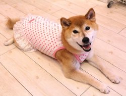 画像3: 《限定サービス品》ツーウェイ☆ポルカドット柄キャミワンピ（ホワイト）・２号