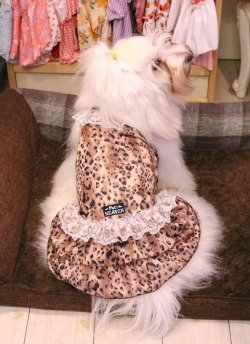 画像3: シースルー☆レオパード柄キャミワンピ（ブラウン）・１号