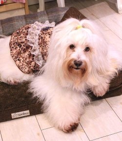 画像2: シースルー☆レオパード柄キャミワンピ（ブラウン）・１号