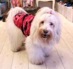 画像2: ハイテンション☆カモフラＴ（ピンク）・３号