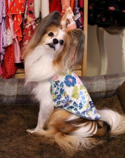 画像3: シントロンスムースのボタニカル柄タンク（ホワイト）・２号