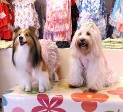 画像3: シフォンフリルのモンステラ柄ワンピ（ピンク）・６号