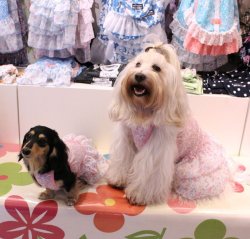 画像4: シフォンフリルのモンステラ柄ワンピ（ピンク）・６号