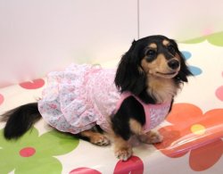 画像2: シフォンフリルのモンステラ柄ワンピ（ピンク）・６号