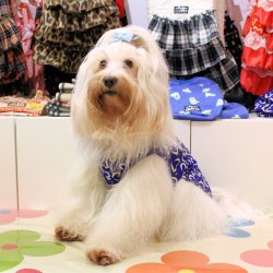 画像2: ライトツーウェイ☆ハート柄タンク（ロイヤルブルー）・4号