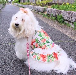 画像3: フルーツ柄ガーリーキャミワンピ（レッド）・０号