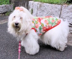 画像4: フルーツ柄タンク（レッド）・０号