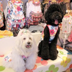 画像2: ツーウェイ☆ハイビスカス柄キャミワンピ(ガーリー)・２号