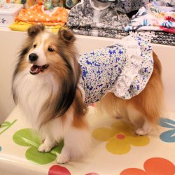 画像3: プチフルール柄キャミワンピ（ブルー）・３号