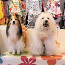 画像2: リフレッシュ☆チェック柄ワンピ（オレンジ）・０号