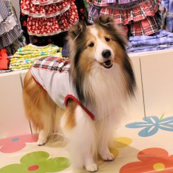 画像2: スクールチェック柄ラインタンク（レッド）・４号