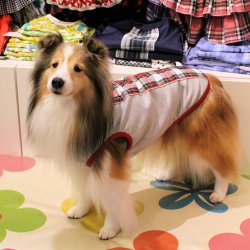 画像3: スクールチェック柄ラインタンク（レッド）・４号