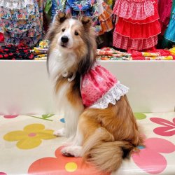 画像5: ビスチェ☆ピンクのクマちゃん柄・６号