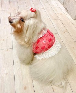 画像6: ビスチェ☆ピンクのクマちゃん柄・６号