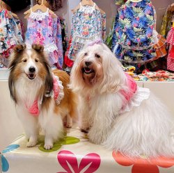 画像4: ビスチェ☆ピンクのクマちゃん柄・６号