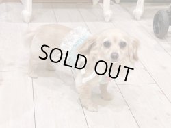 画像2: ビスチェ☆ミントグリーンのピンドット柄・６号