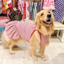 画像6: 楊柳ニットの赤チェックワンピ・９号