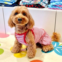 画像2: 楊柳ニットの赤チェックワンピ・９号